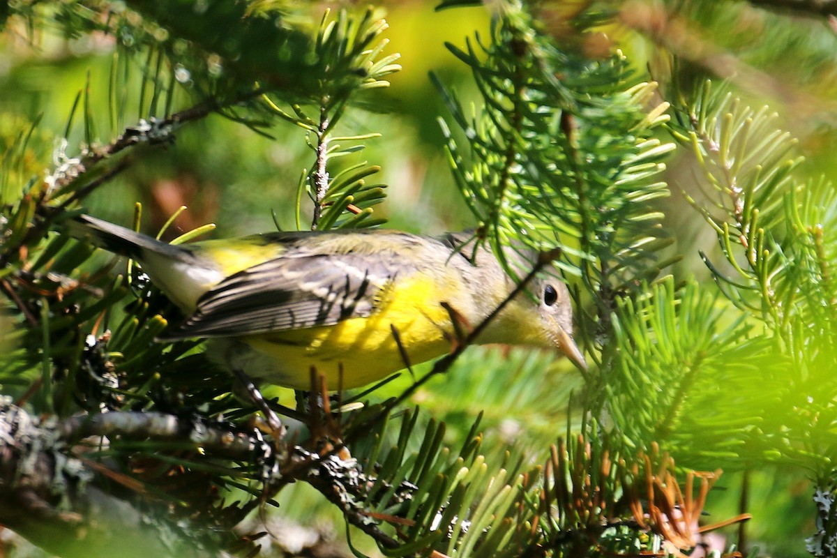 Magnolia Warbler - ML621798314