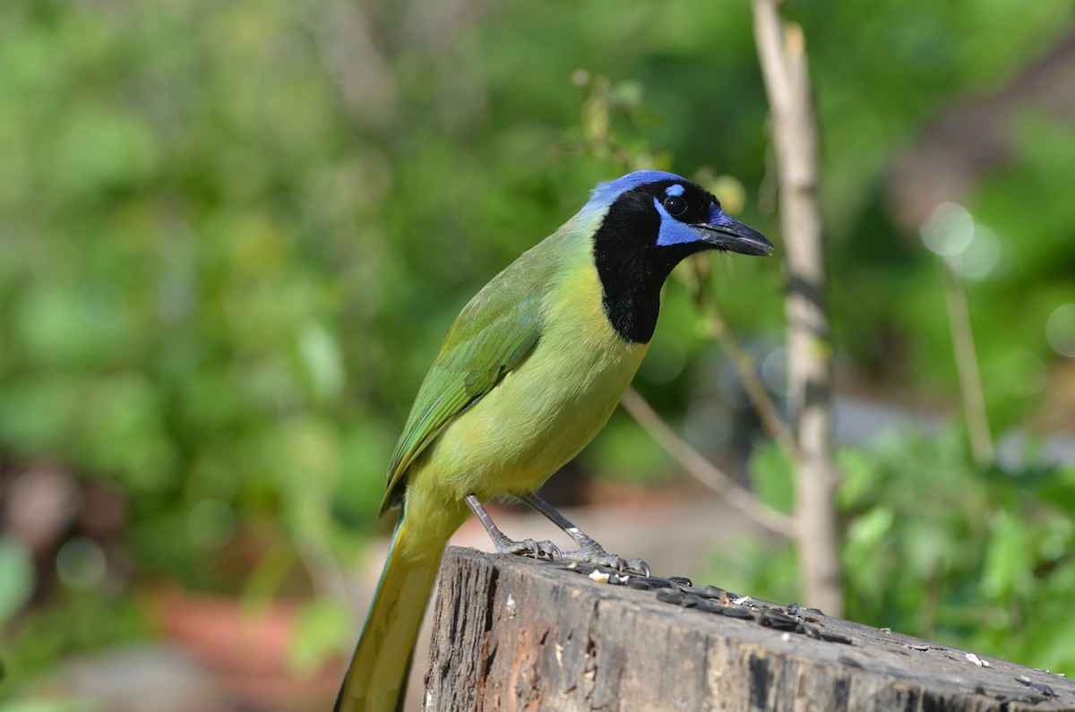 Green Jay - ML621798315