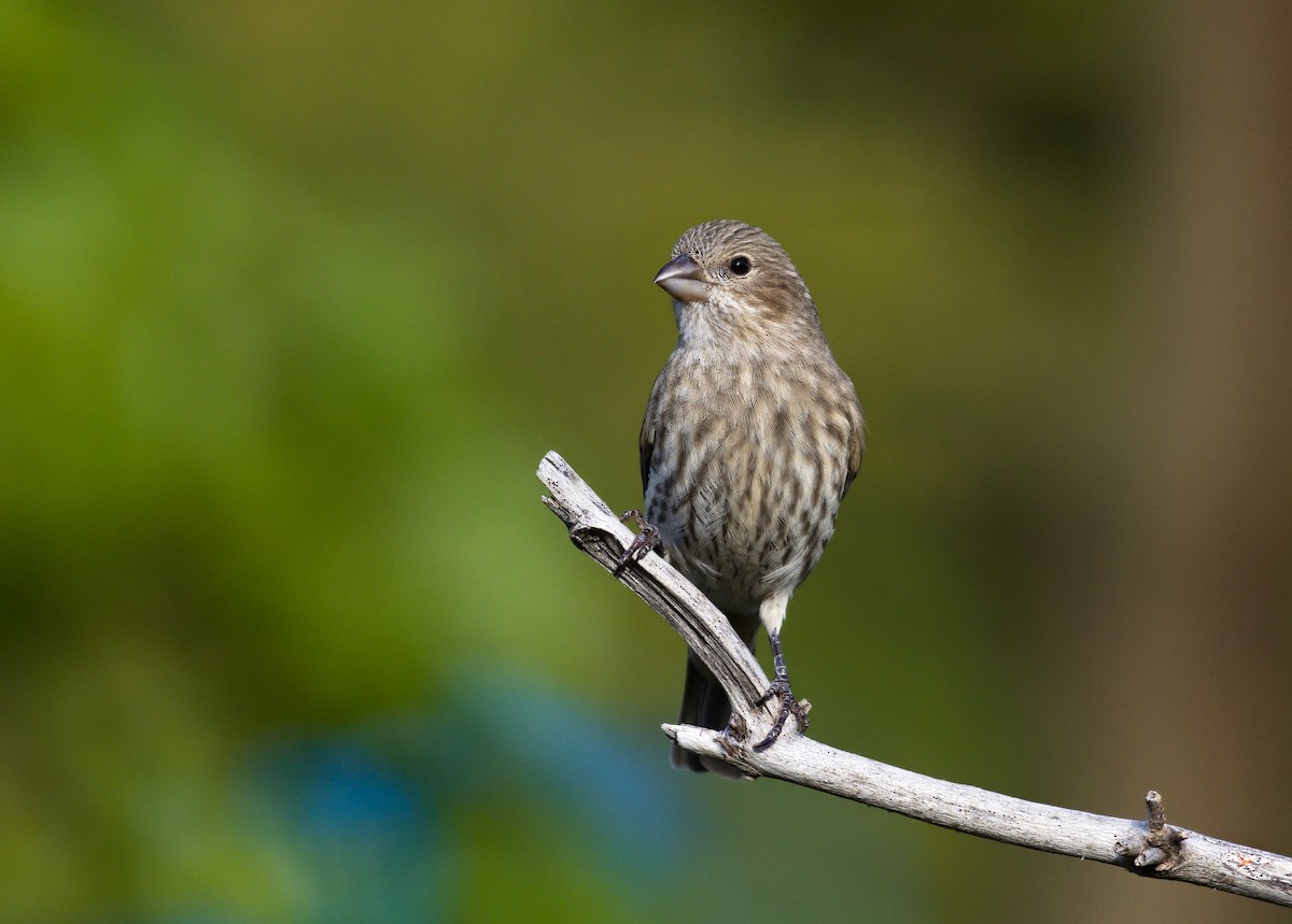 House Finch - ML621798329