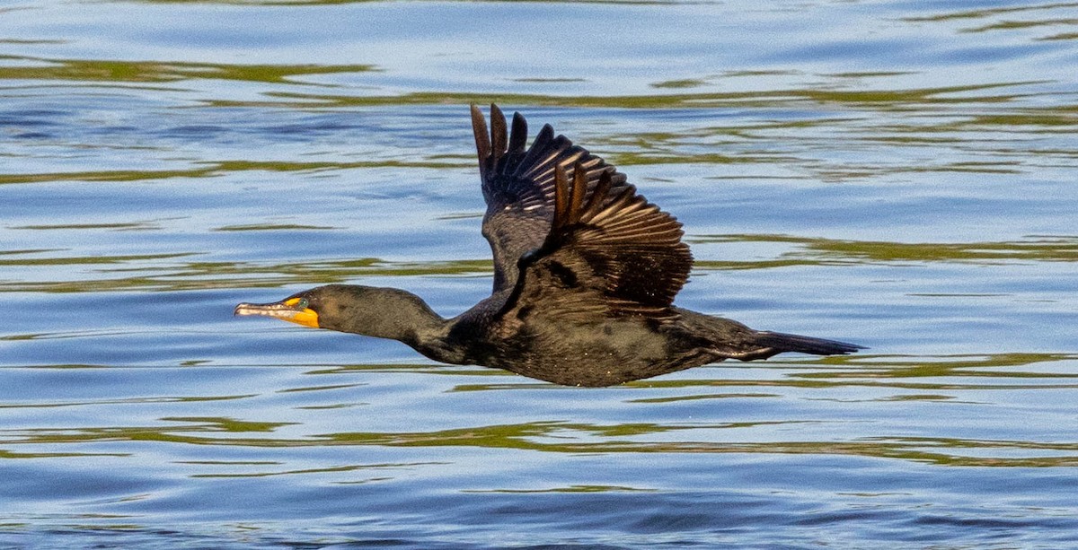 Double-crested Cormorant - ML621798332