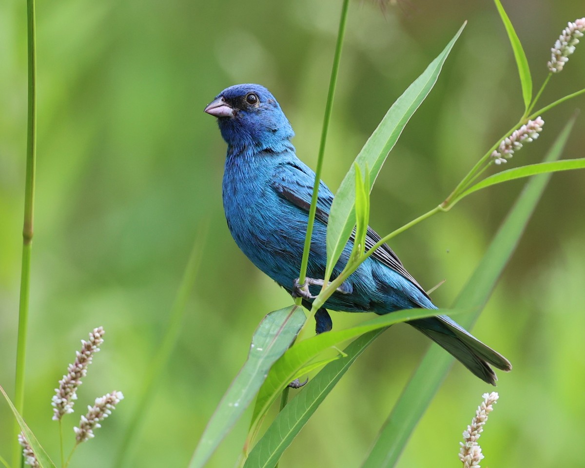 Indigo Bunting - ML621798333