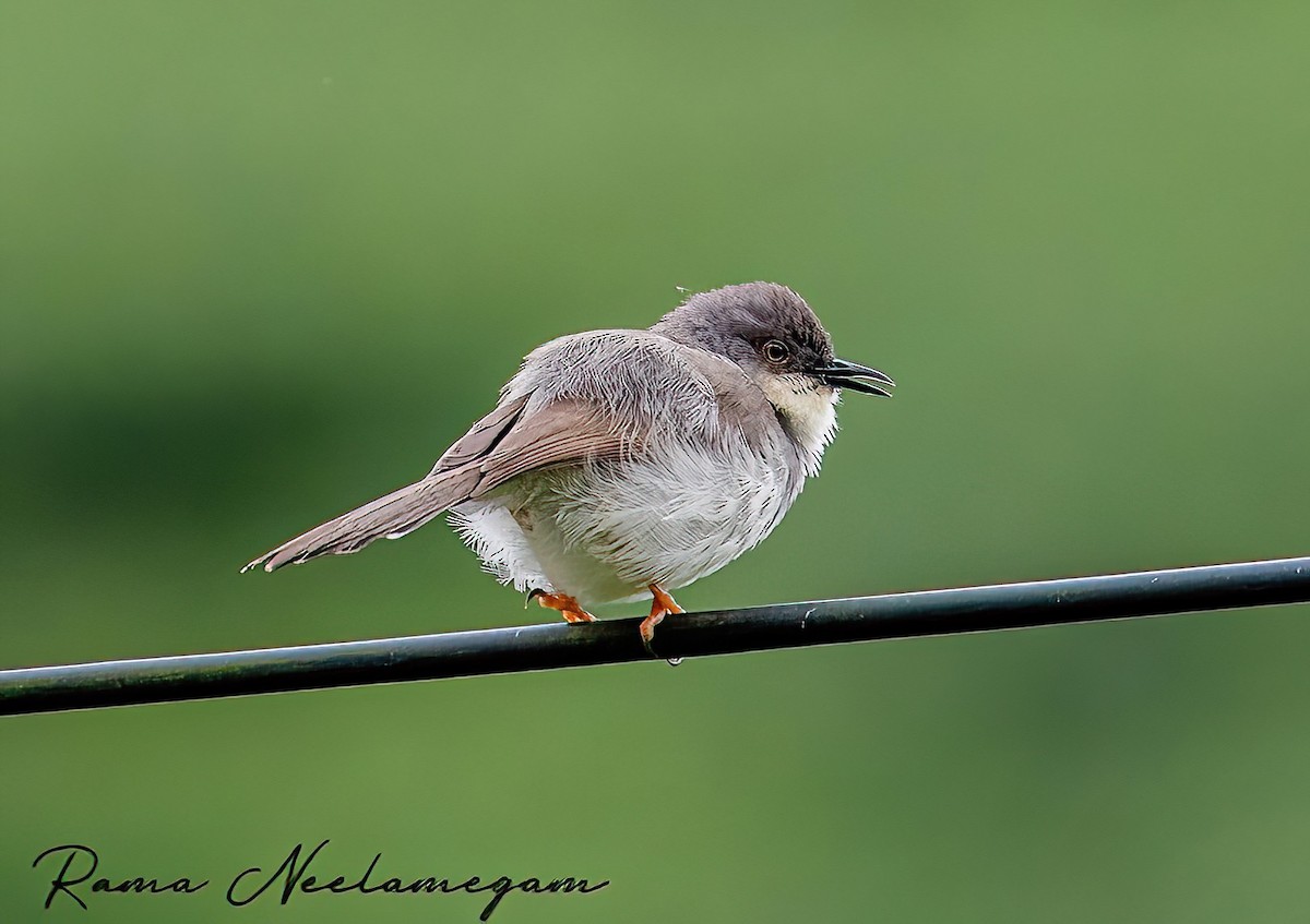 Gray-breasted Prinia - ML621798355