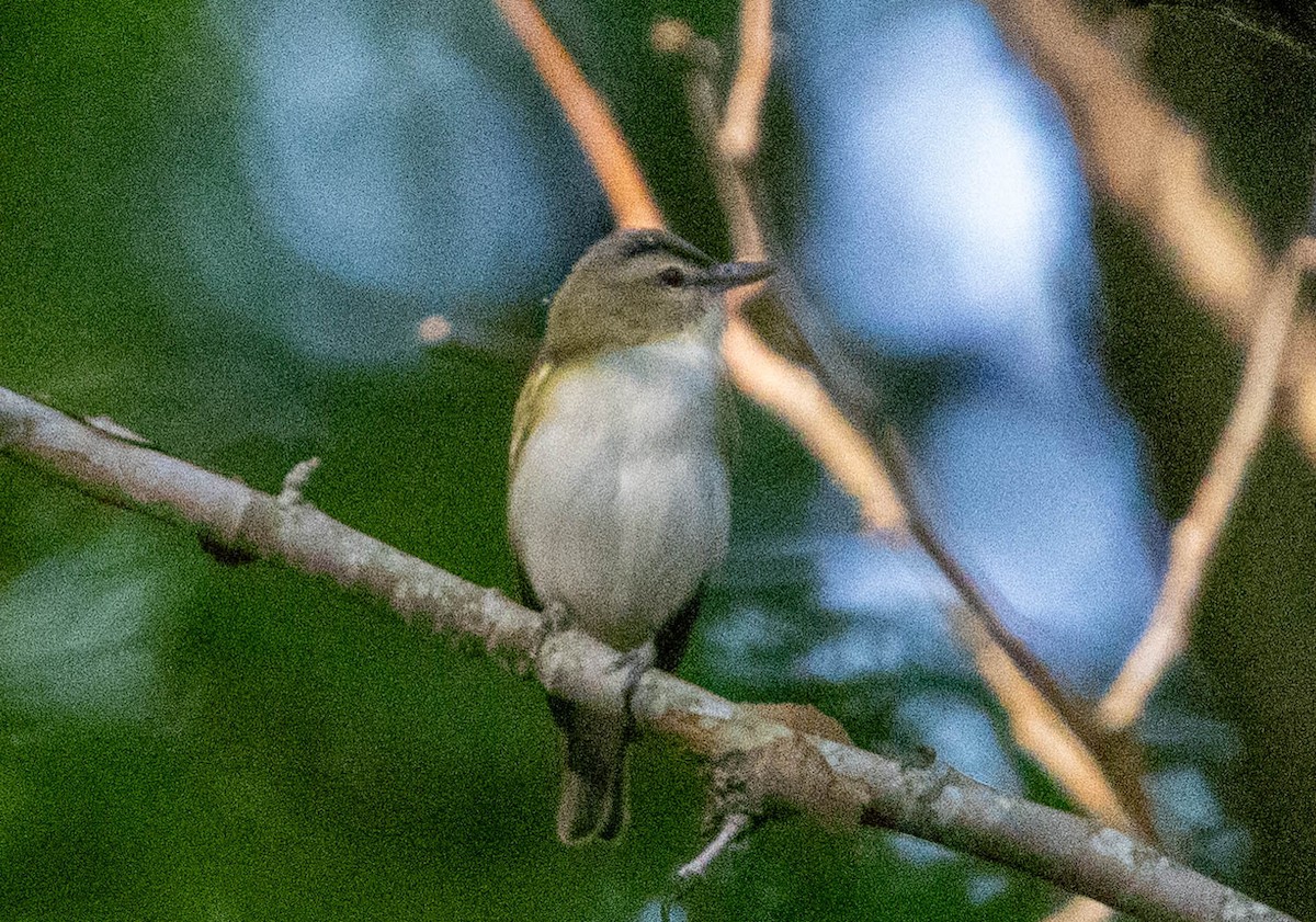 Red-eyed Vireo - ML621798367