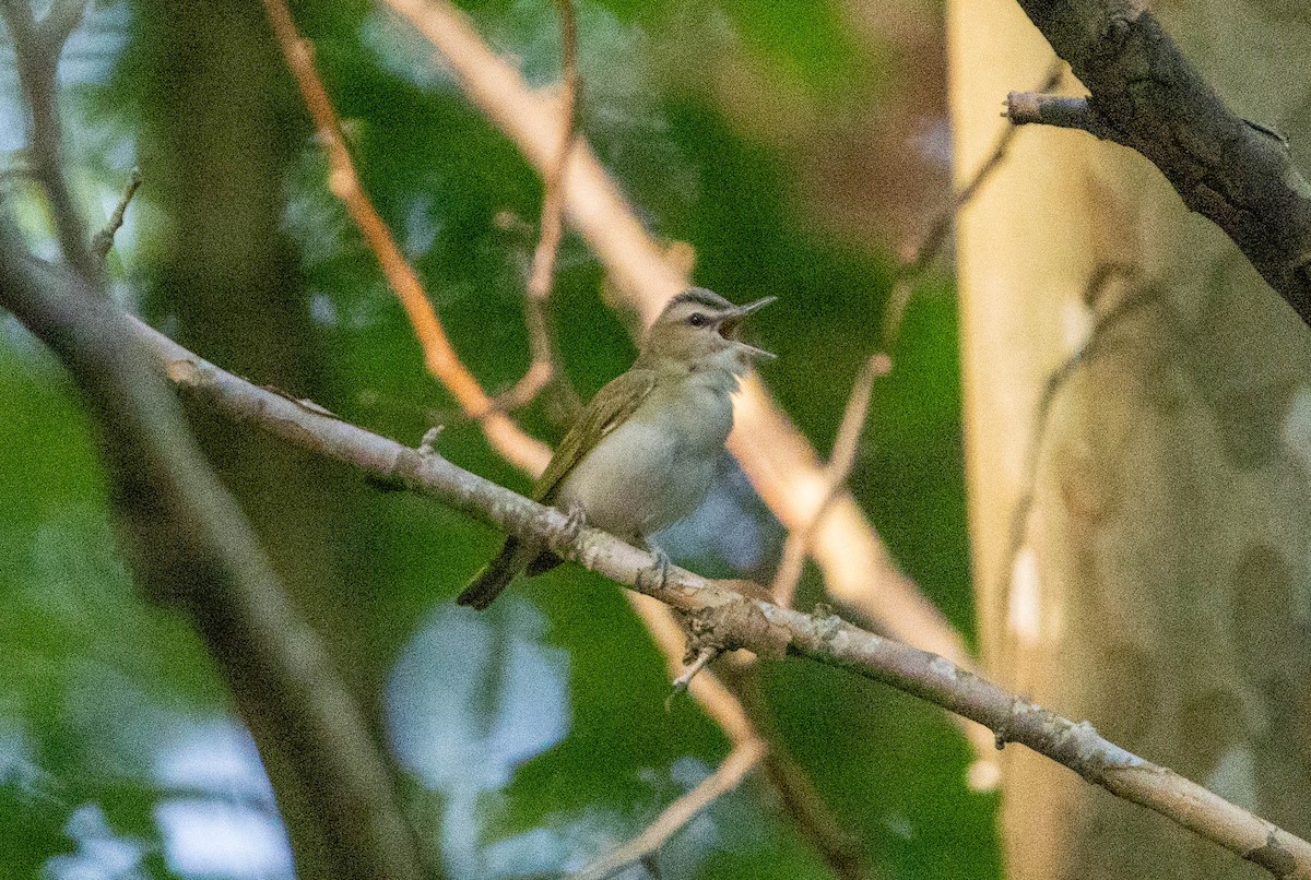 Red-eyed Vireo - ML621798369