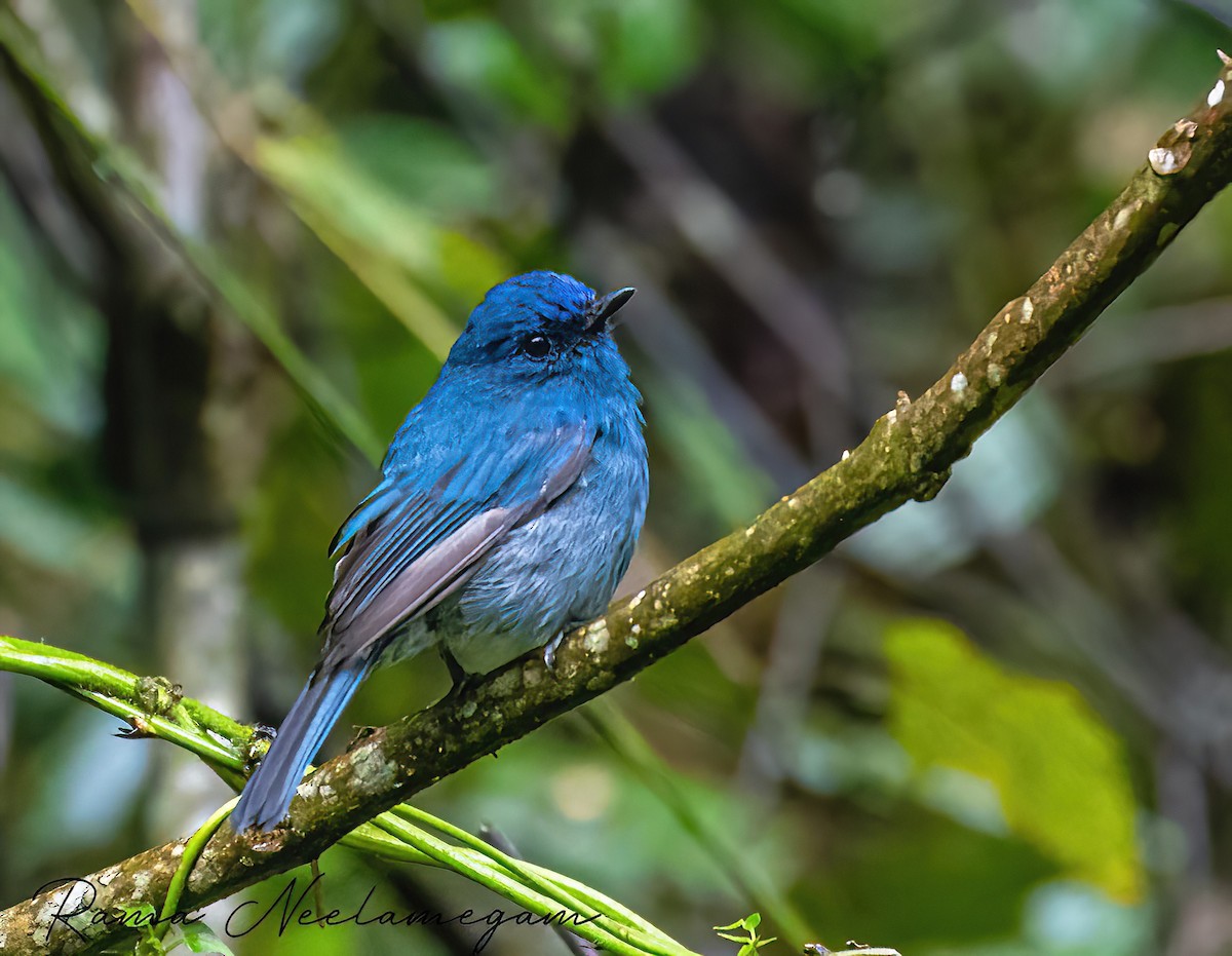 Nilgiri Flycatcher - ML621798372