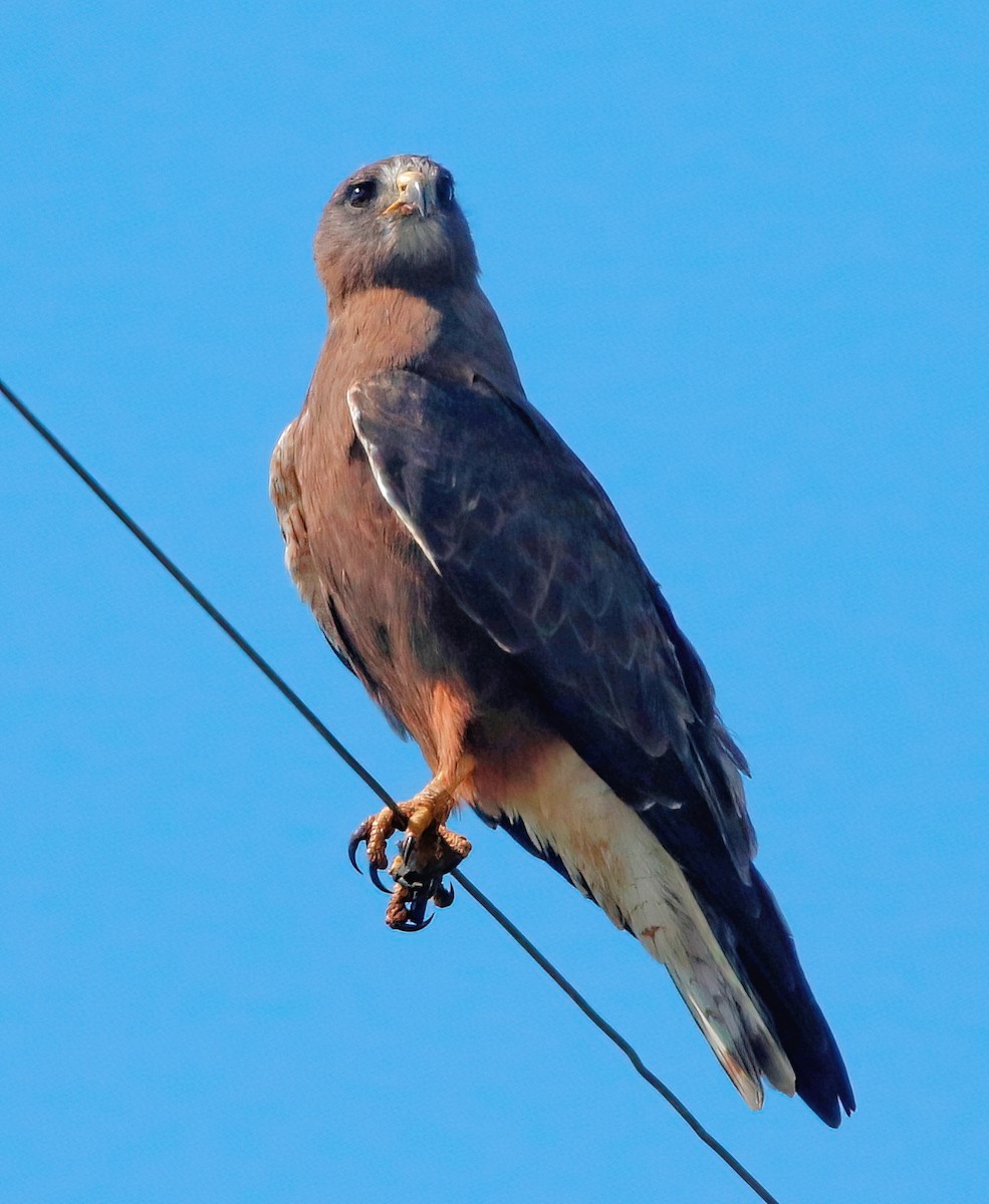 Swainson's Hawk - ML621798396