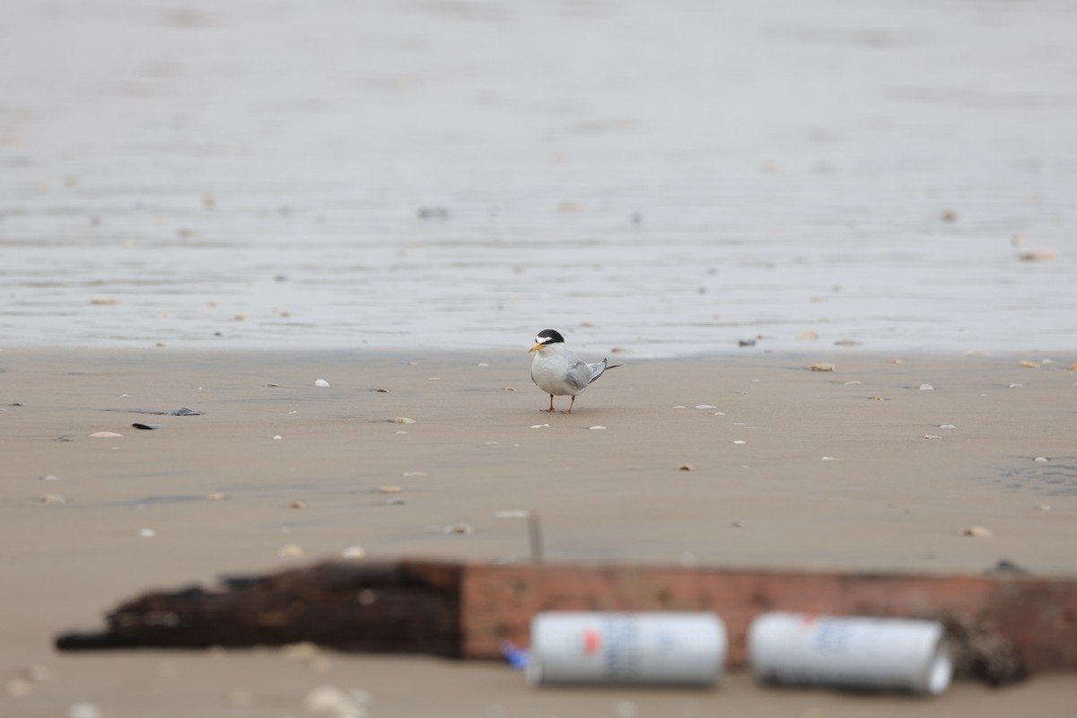 Least Tern - ML621798398