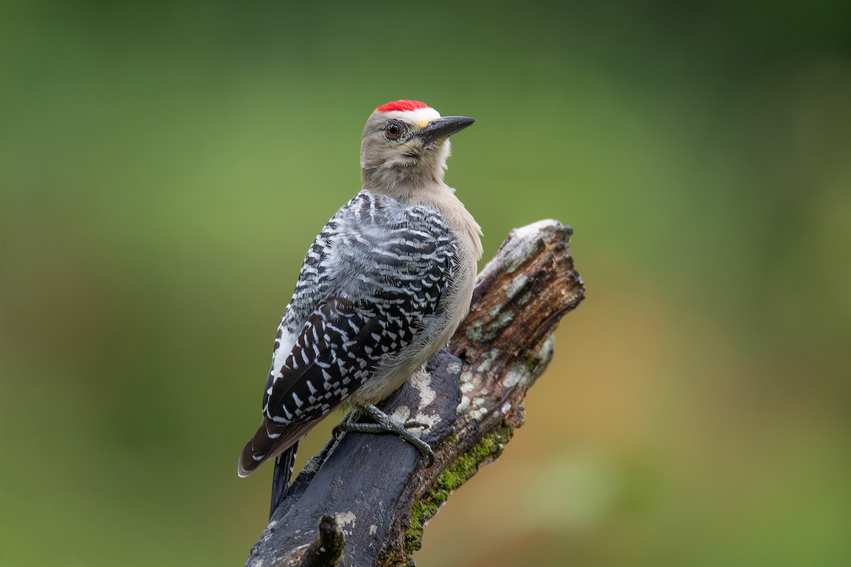 Hoffmann's Woodpecker - ML621798405