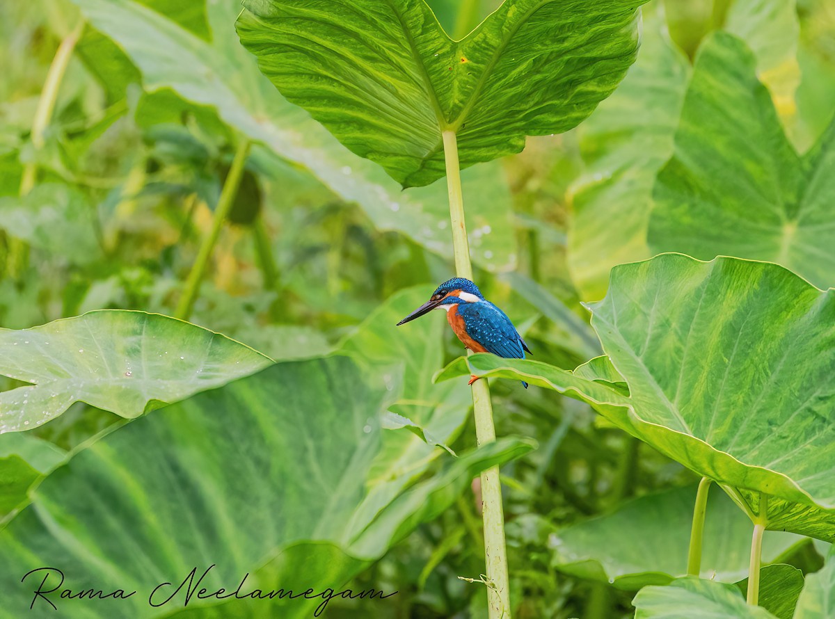 Common Kingfisher - ML621798416