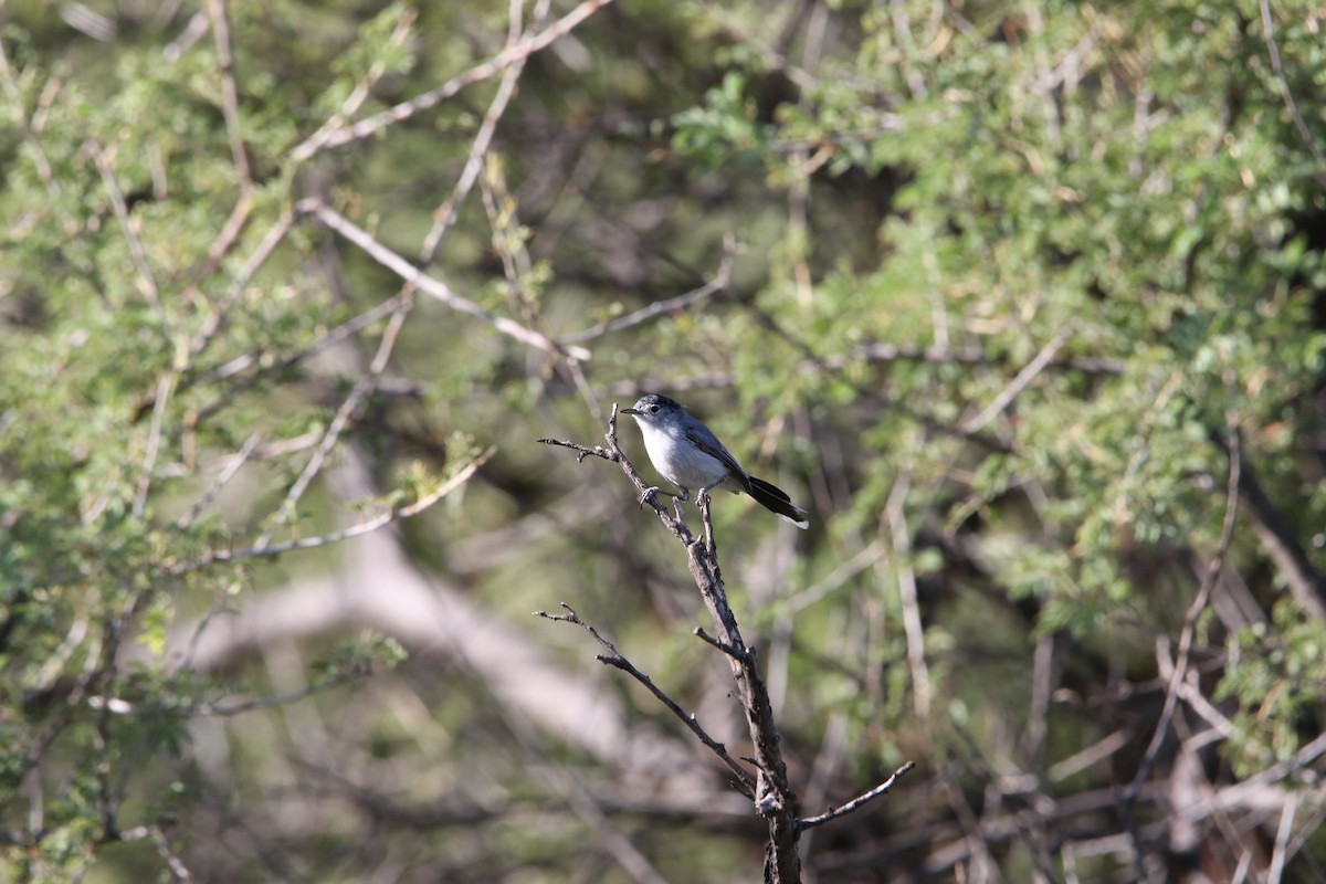 Black-tailed Gnatcatcher - ML621798497