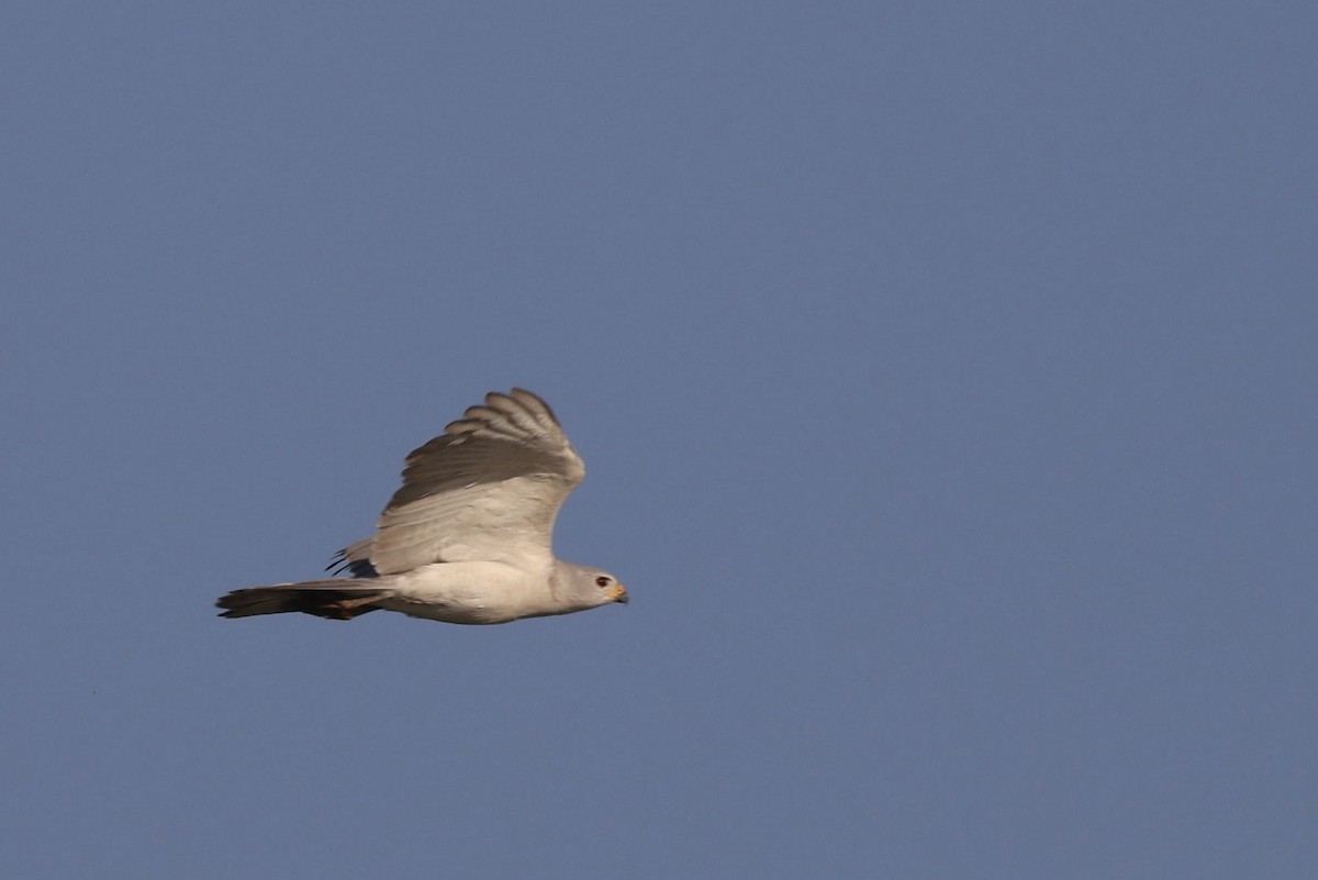 Gray Goshawk - ML621798608