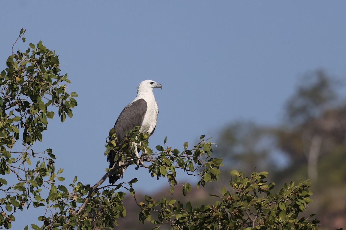 White-bellied Sea-Eagle - ML621798617