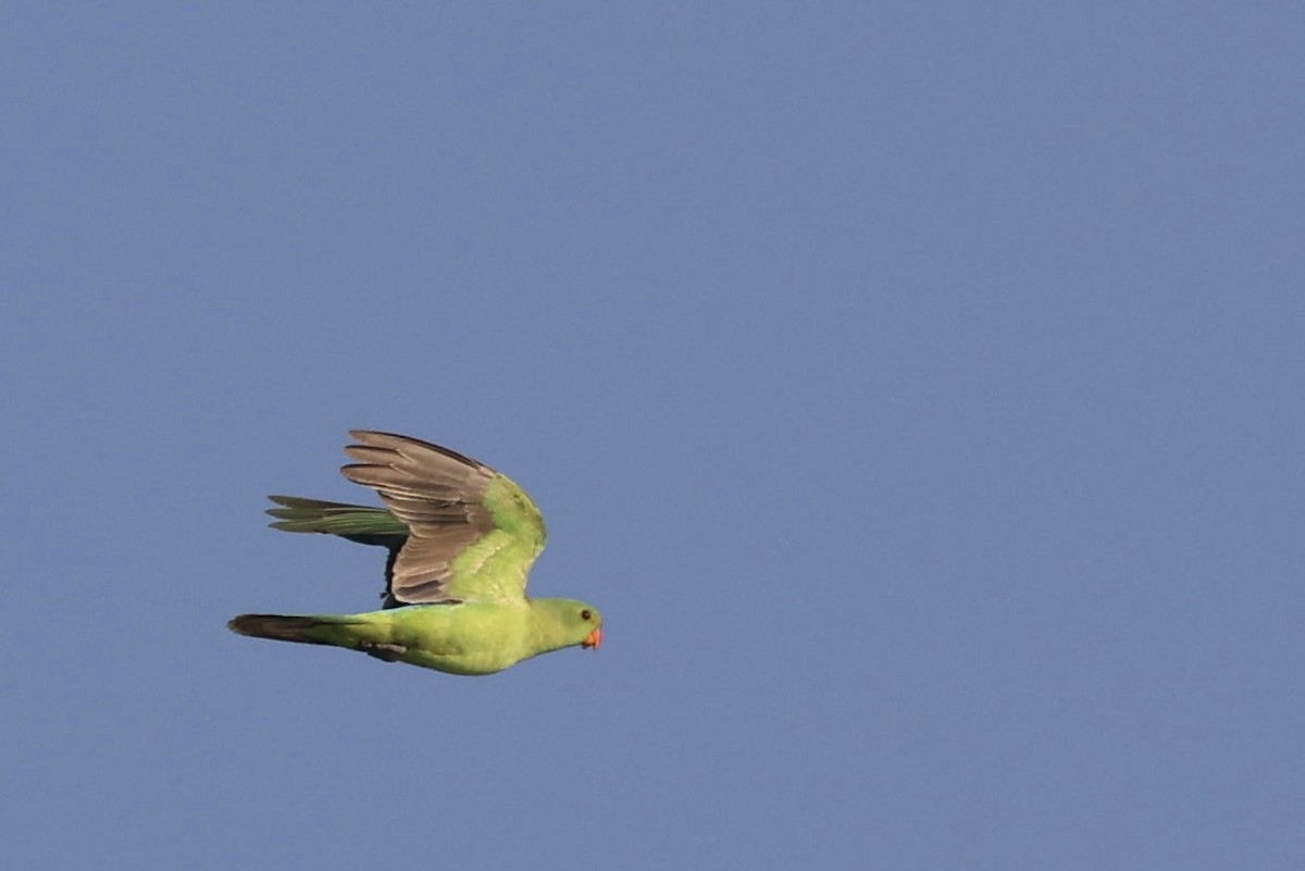 Red-winged Parrot - ML621798618