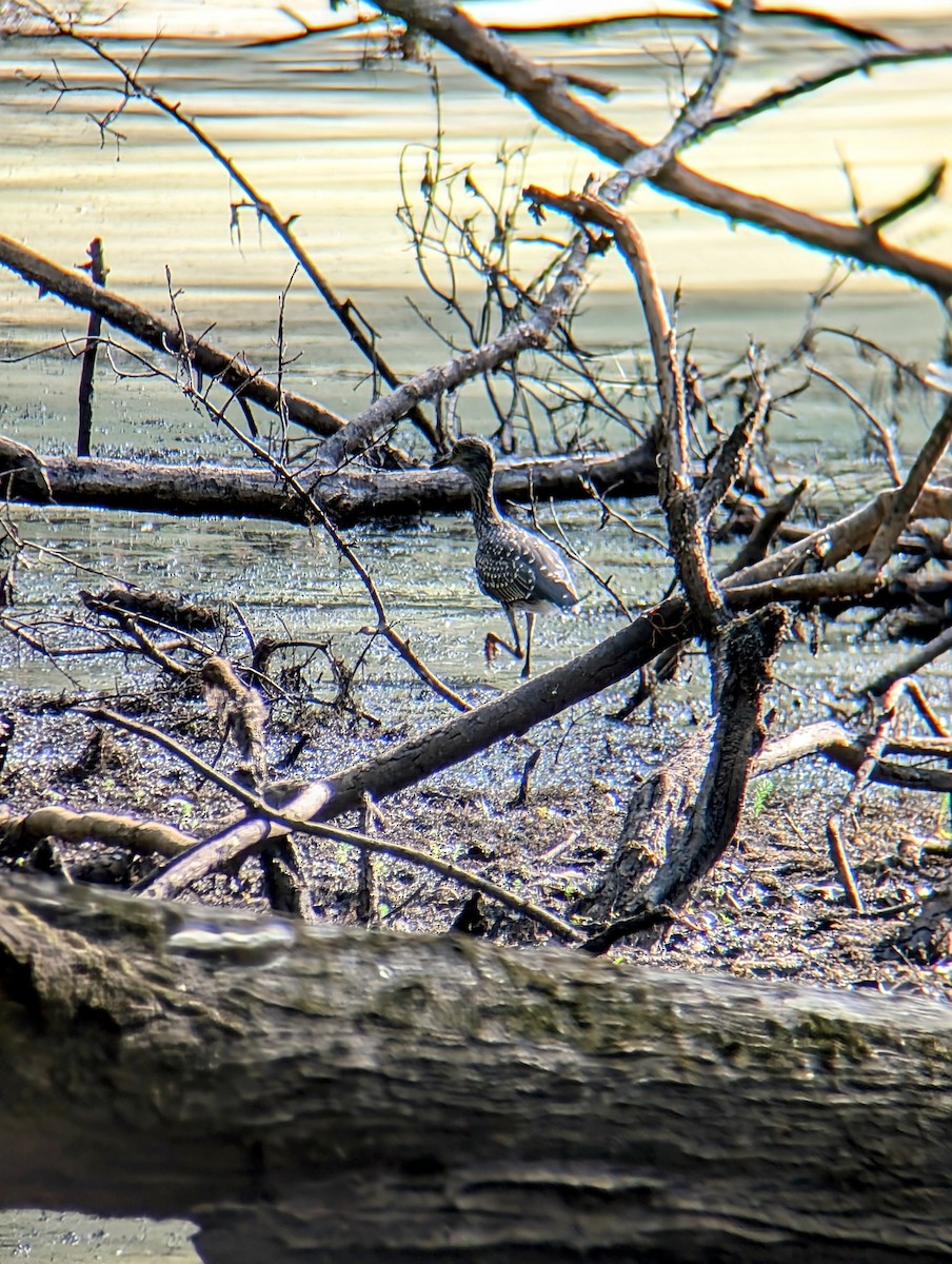 Yellow-crowned Night Heron - ML621798621