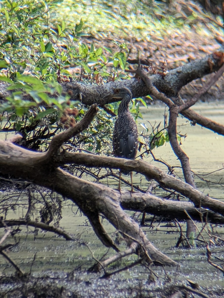 Yellow-crowned Night Heron - ML621798622