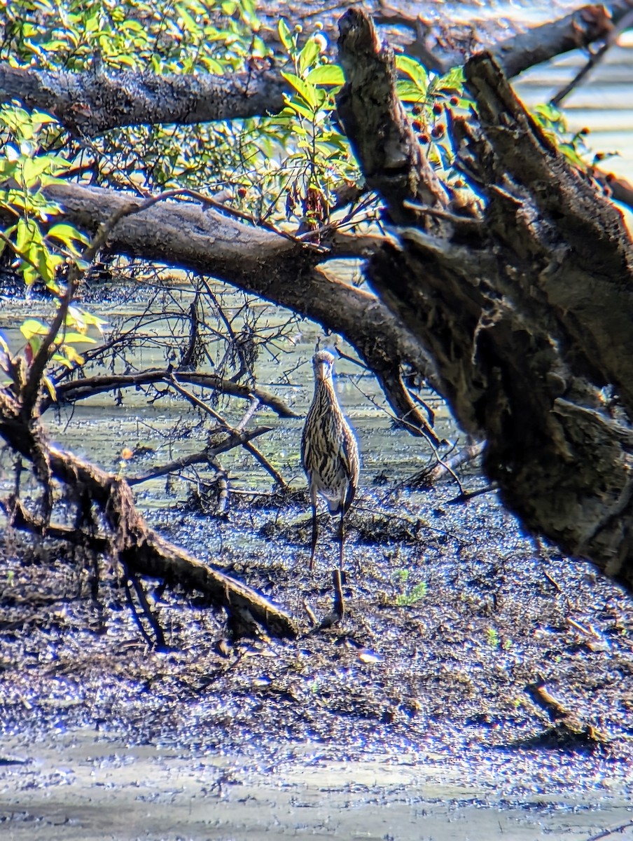 Yellow-crowned Night Heron - ML621798623
