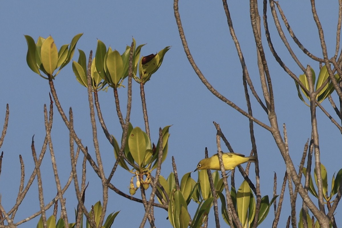 Australian Yellow White-eye - ML621798628