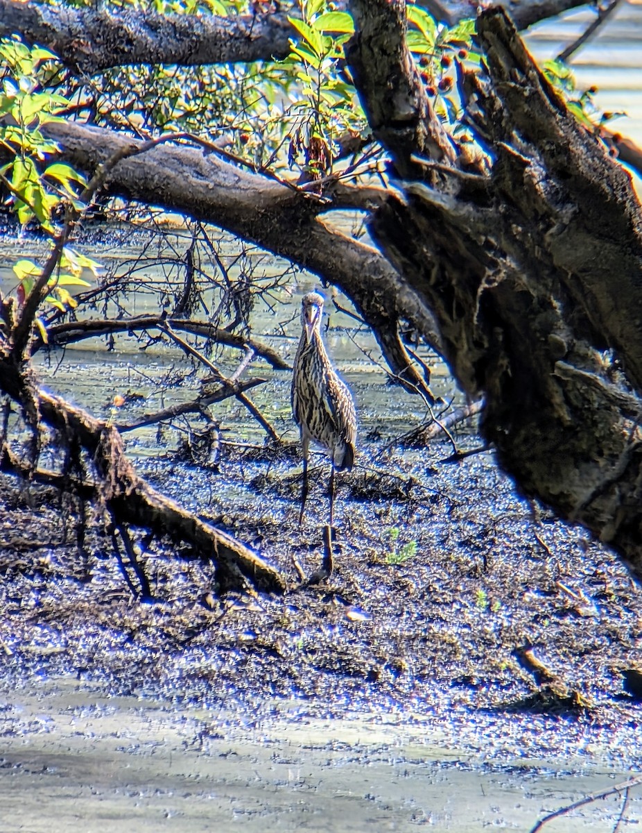 Yellow-crowned Night Heron - ML621798631