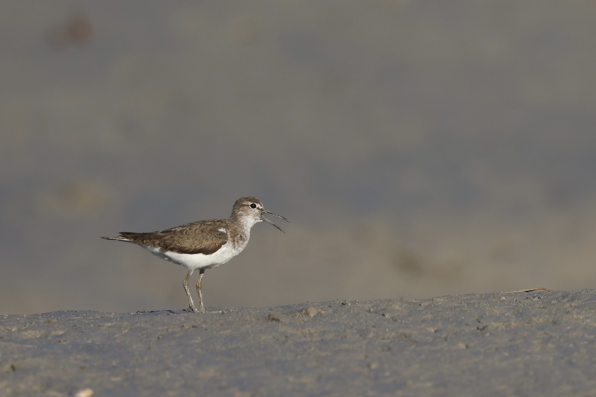 Common Sandpiper - ML621798637