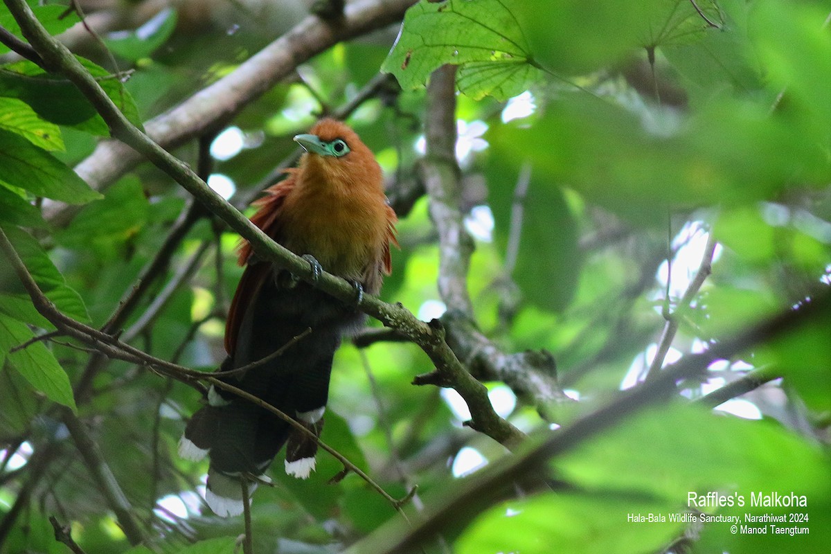 Raffles's Malkoha - ML621798687