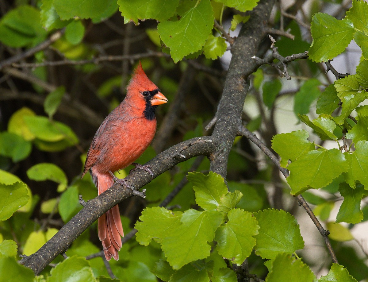 Northern Cardinal - ML621798713