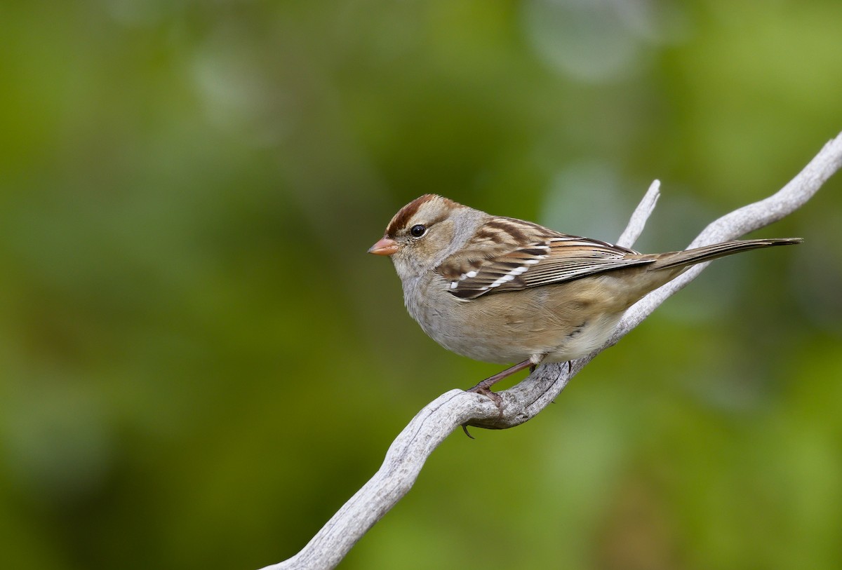 White-crowned Sparrow - ML621798716