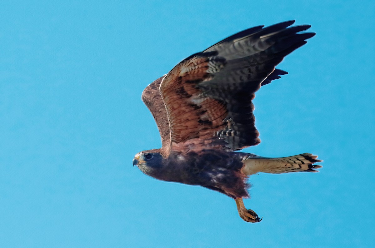 Swainson's Hawk - ML621798726