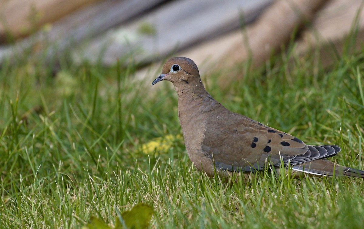 Mourning Dove - ML621798729