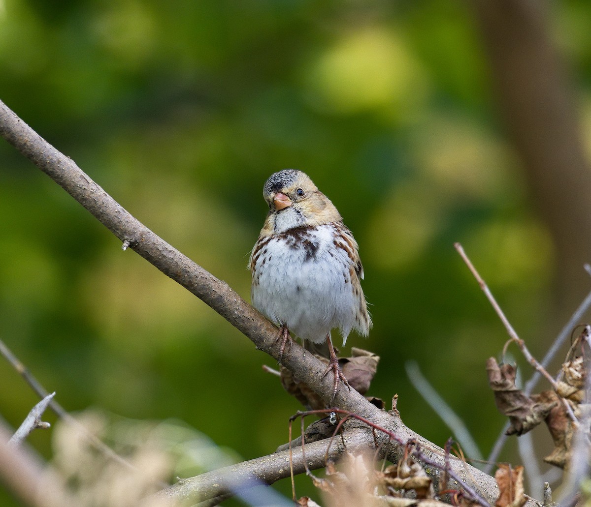 Harris's Sparrow - Alex Mann