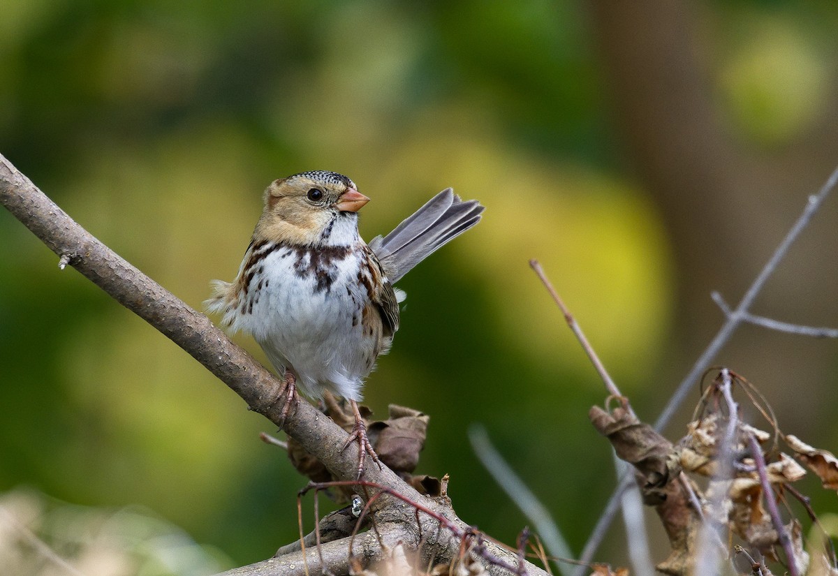 Harris's Sparrow - ML621798733