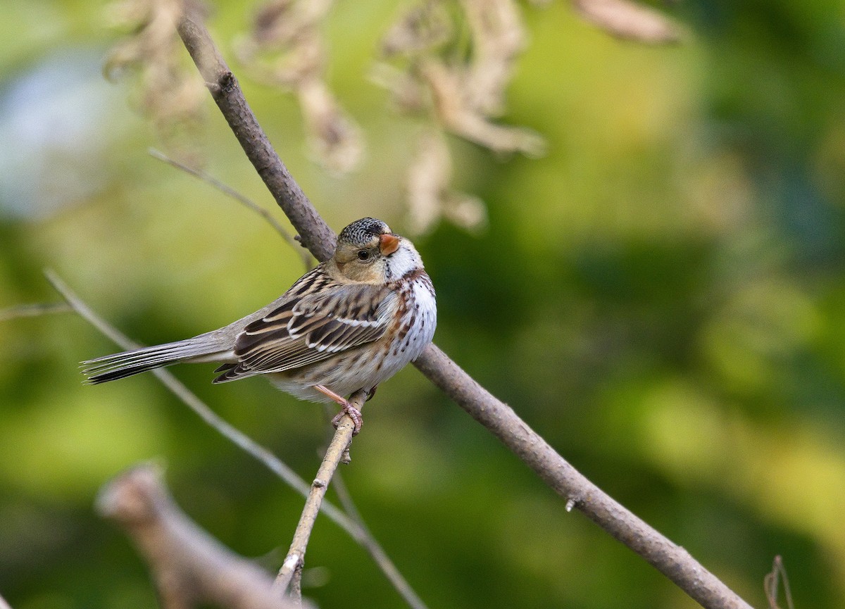 Harris's Sparrow - ML621798734