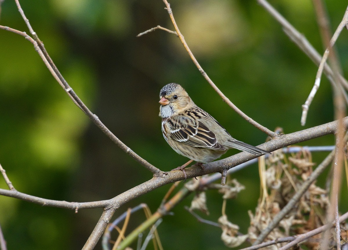 Harris's Sparrow - ML621798736