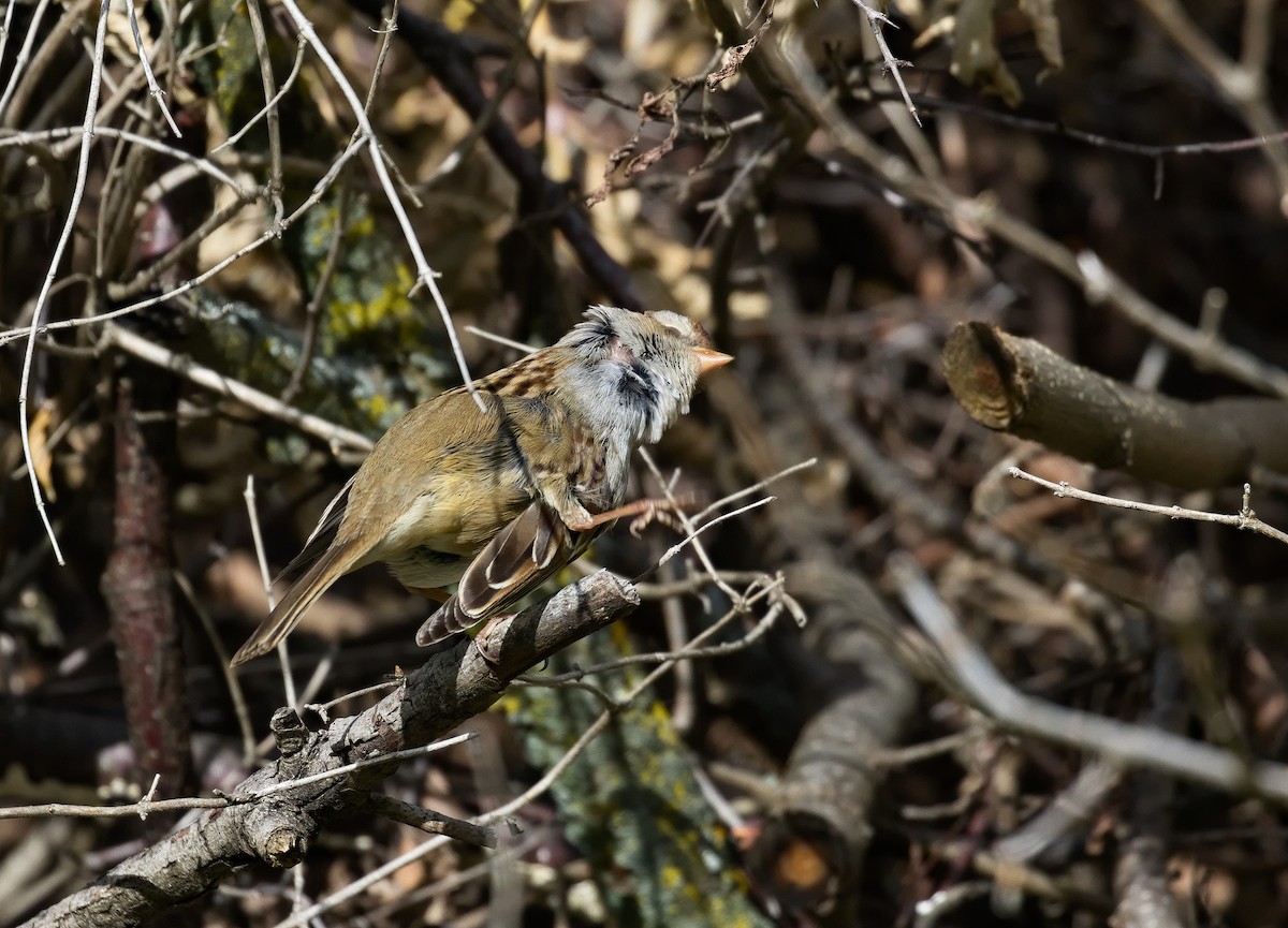 White-crowned Sparrow - ML621798741