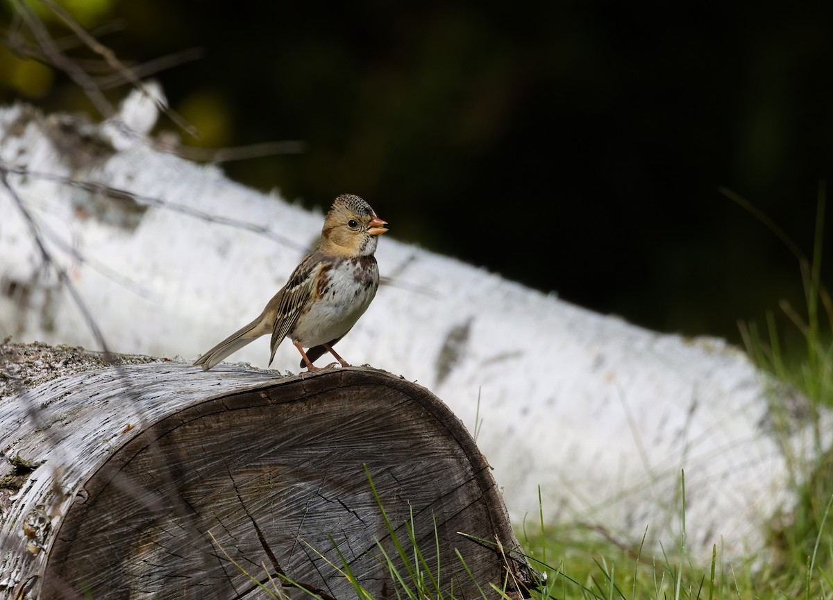 Harris's Sparrow - ML621798742