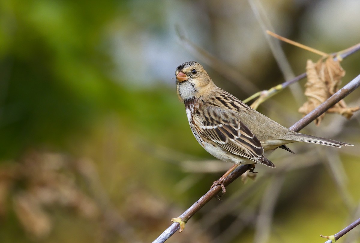 Harris's Sparrow - ML621798743