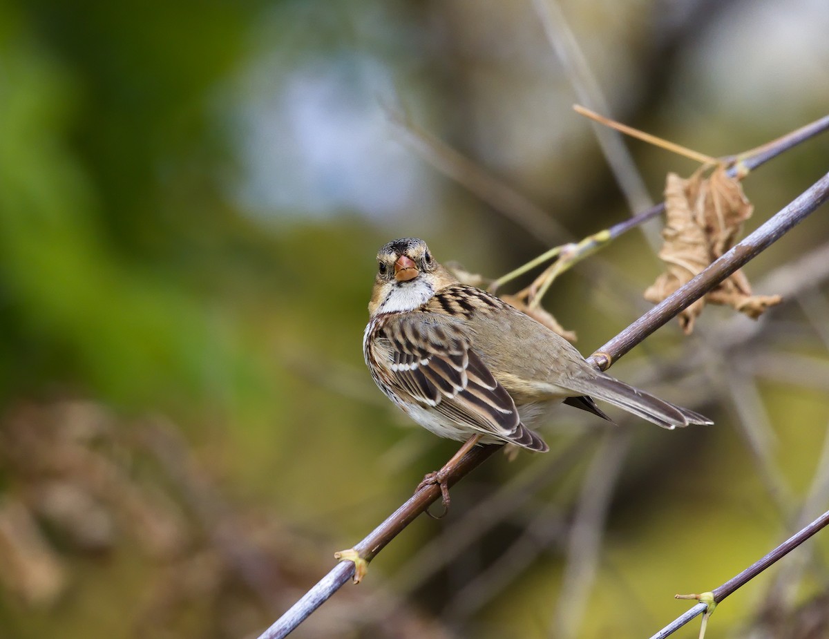 Harris's Sparrow - ML621798747