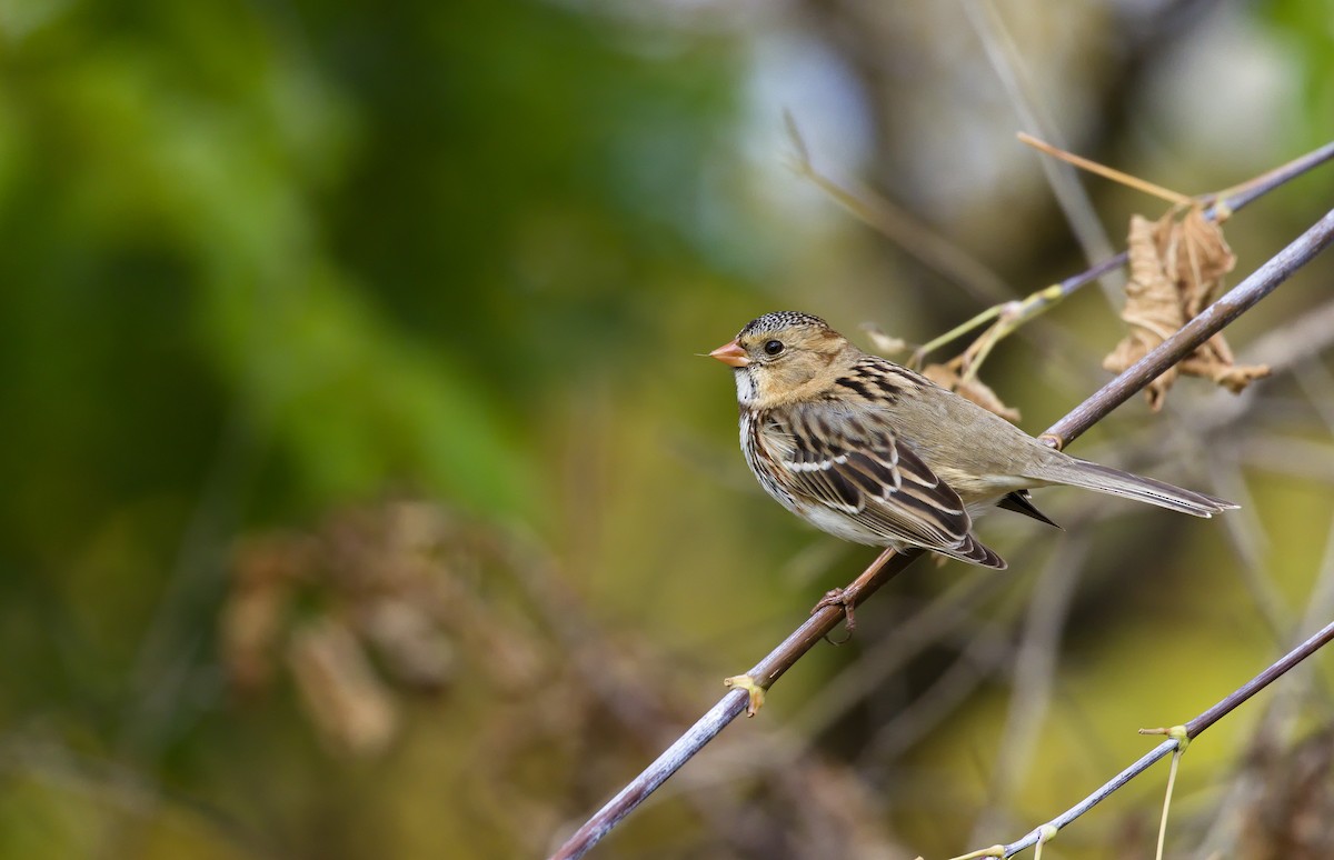 Harris's Sparrow - ML621798749