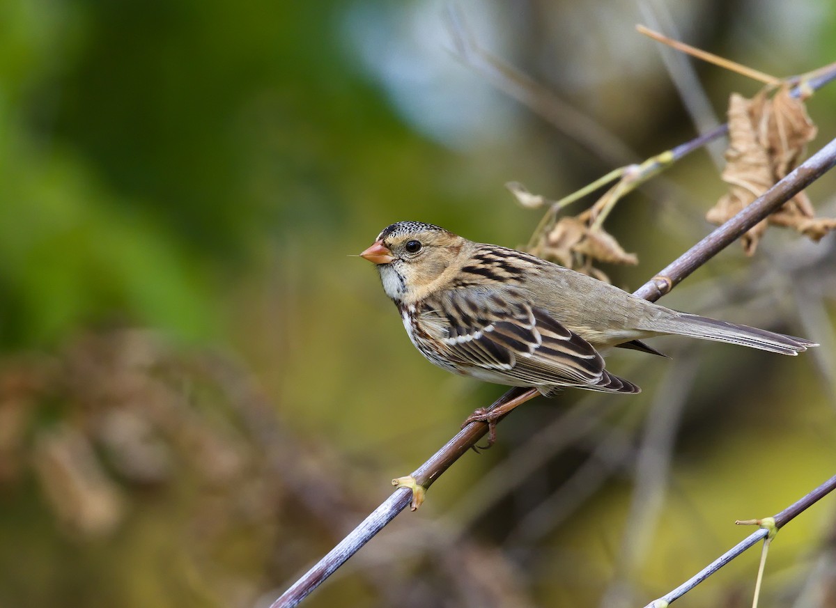 Harris's Sparrow - ML621798750