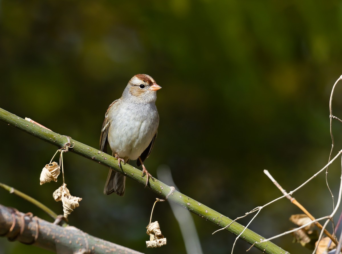 White-crowned Sparrow - ML621798753