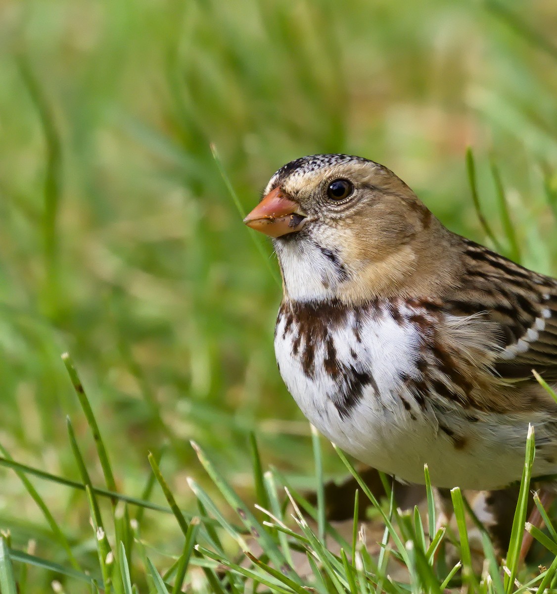 Harris's Sparrow - ML621798760