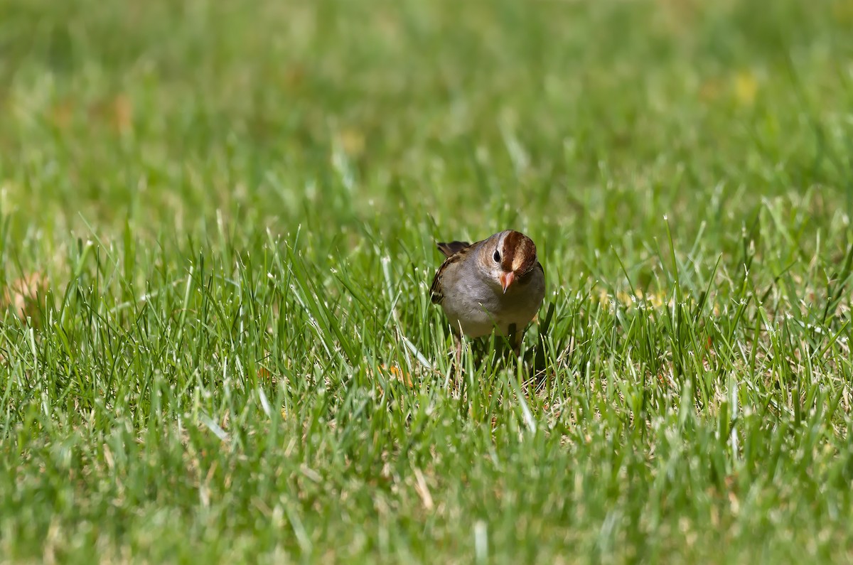 White-crowned Sparrow - Alex Mann