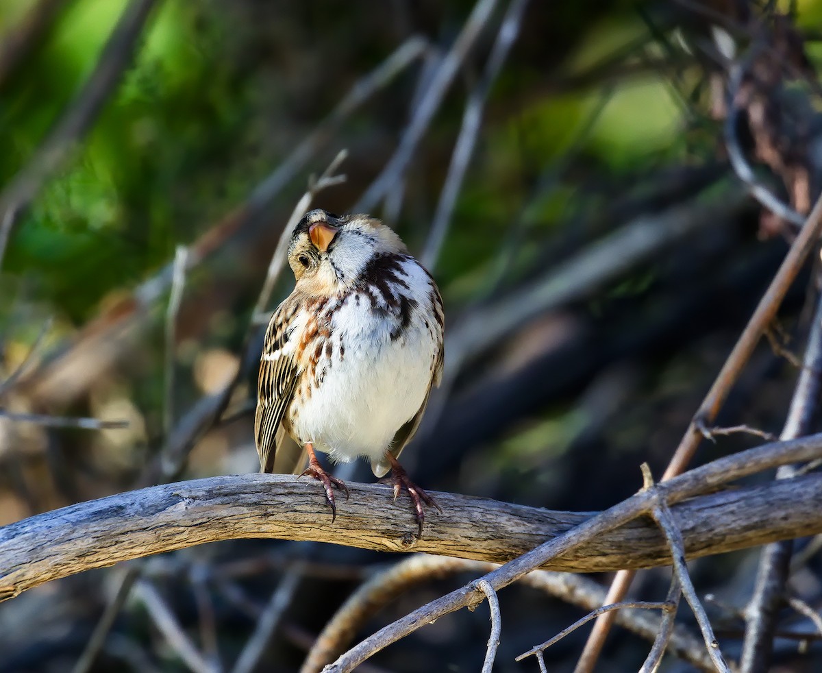 Harris's Sparrow - ML621798768