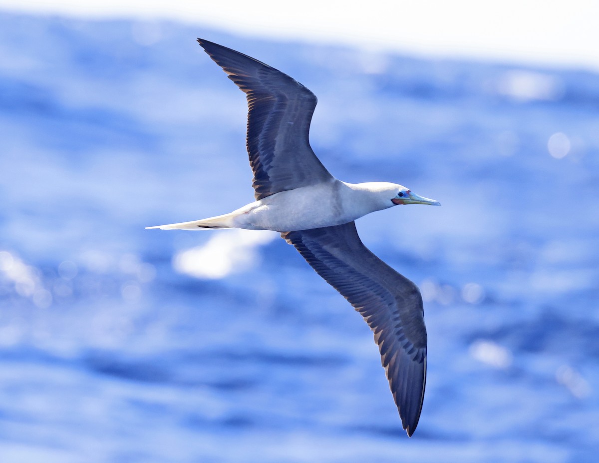 Red-footed Booby - ML621798789