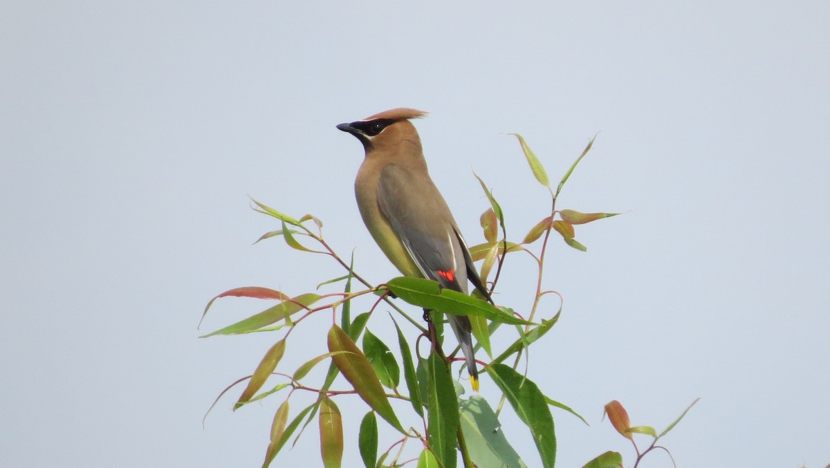 Cedar Waxwing - ML621798793