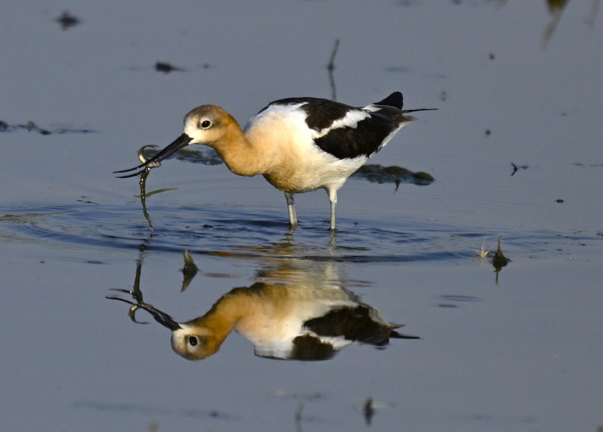 Avoceta Americana - ML621798836