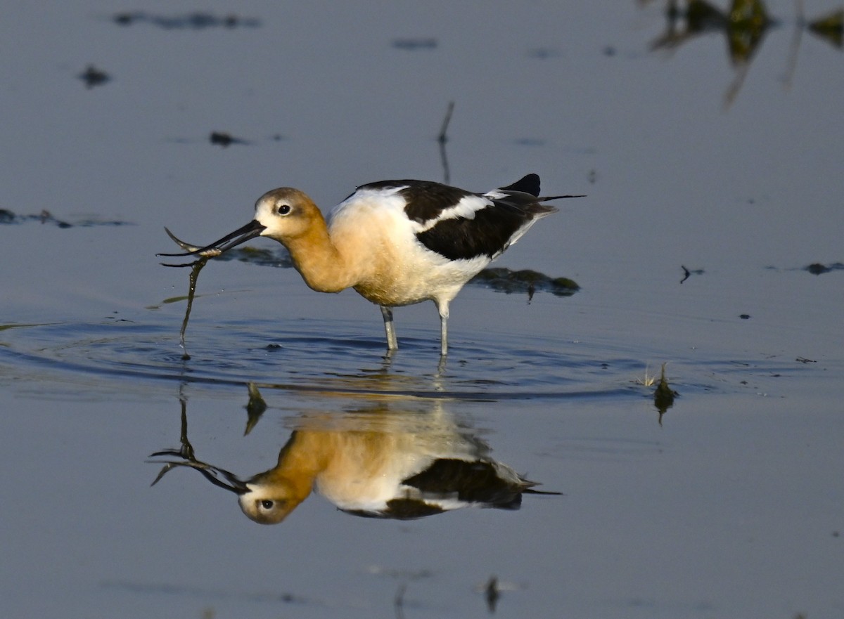 Avoceta Americana - ML621798838