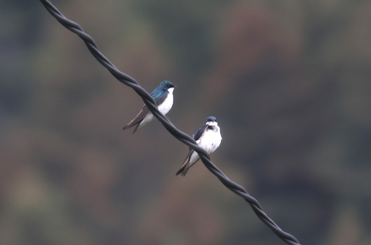 Tree Swallow - ML621798855