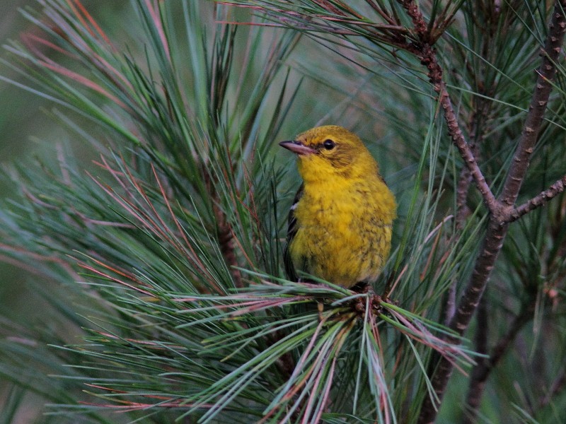 Pine Warbler - Alain Deschamps