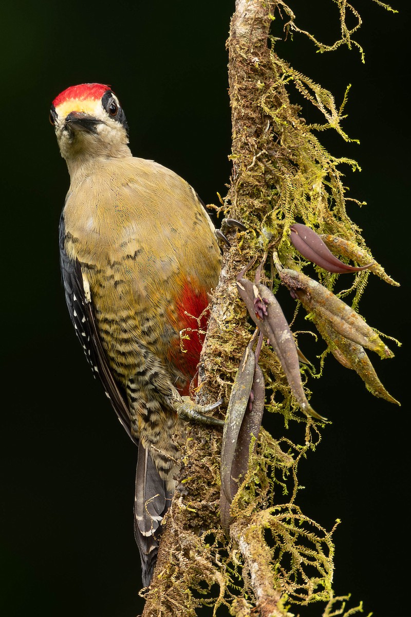 Black-cheeked Woodpecker - Jose Ulate