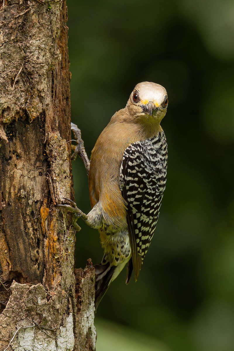 Black-cheeked Woodpecker - ML621798954